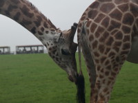 Fota Wildlife Park